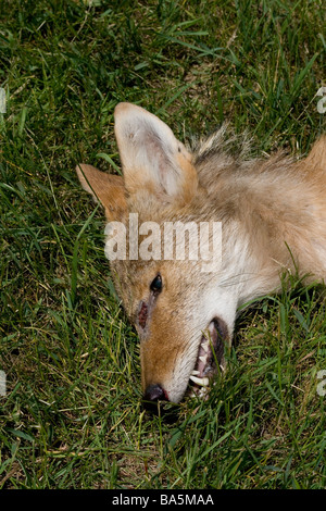 Raccolte coyote Foto Stock