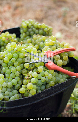 Le uve vengono raccolte a mano e impilati in contenitori per la raccolta presso Wilyabrup, Margaret River, Australia occidentale, Australia Foto Stock