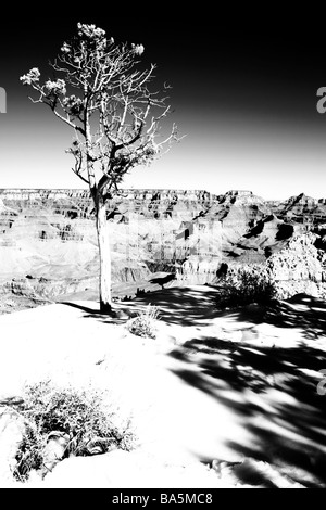 Scena invernale con un lone tree sul bordo del Grand Canyon Foto Stock