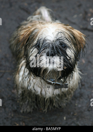 Un molto fangoso shitzu puppy dopo una lunga passeggiata nel bosco Foto Stock