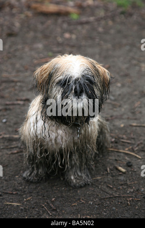 Un molto fangoso Shih Tzu cucciolo dopo una lunga passeggiata nel bosco Foto Stock