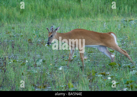 White-tailed buck bloccati nello stagno muck Foto Stock