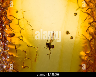 Volare nella preistoria ambra baltica dalla Lituania Foto Stock