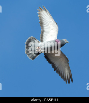 Feral Pigeon Columba livia Extremadura Spagna Foto Stock