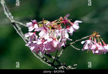 Un PRUNUS OKAME CHERRY ROSACEE Hybrid Albero. Foto Stock