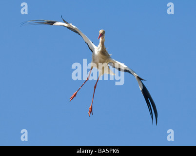 Cicogna bianca Ciconia ciconia Extremadura Spagna Foto Stock