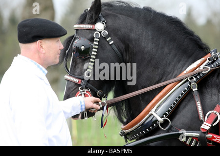 Ritratto di un bel cavallo nero essendo offerto da un uomo in tute bianche Foto Stock