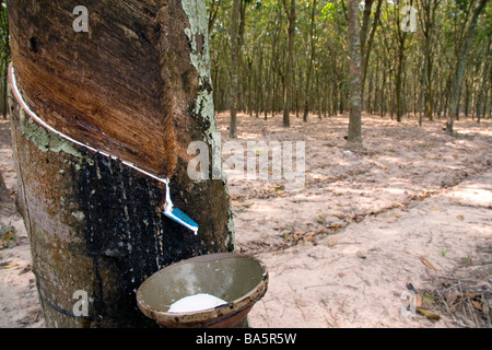 Lattice essendo raccolti da un albero di gomma su una piantagione vicino a Tay Ninh Vietnam Foto Stock