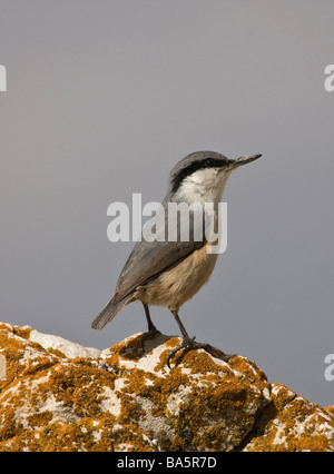 Roccia orientale picchio muratore Sitta tephronota appollaiato in Turchia Foto Stock