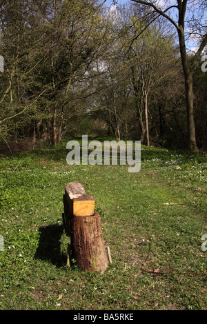 Sedile unico fatto di Rough cut tronchi di alberi in un bosco di corsa in primavera Foto Stock