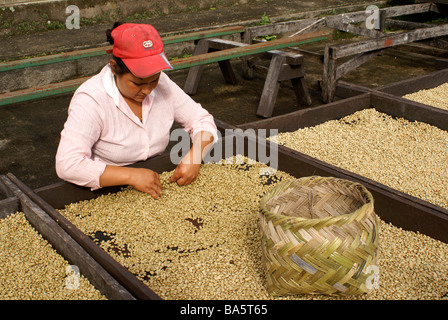 Lavoratore di sesso femminile che la cernita i chicchi di caffè della Finca Selva Negra piantagione di caffè vicino a Matagalpa, Nicaragua Foto Stock