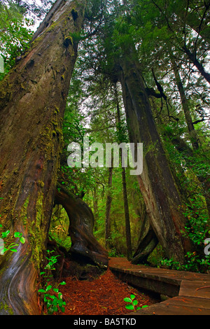 Il lungomare che si snoda lungo il sentiero della foresta pluviale tra due western redcedar alberi western red cedar Thuja plicata. Foto Stock