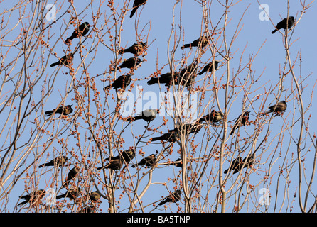 Merli seduta, rivolti nella stessa direzione, volare attraverso i rami di un albero in una splendida primavera, estate, autunno il giorno Foto Stock