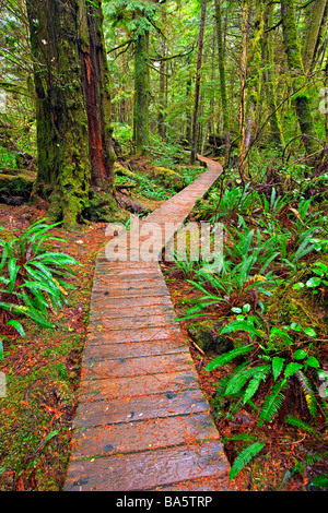 Il lungomare che si snoda lungo il sentiero della foresta pluviale nella foresta pluviale costiera del Pacific Rim National Park Long Beach unità. Foto Stock