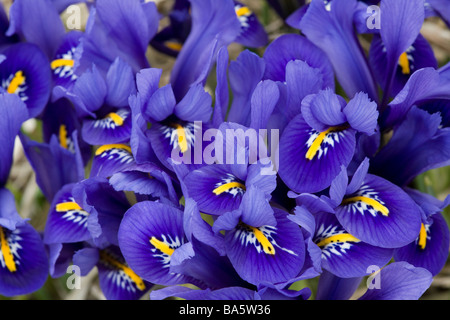 Iris reticulata, un precoce fioritura primaverile iris. Foto Stock
