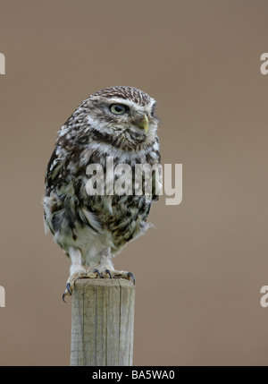 Civetta Athene noctua aspetto di avviso Foto Stock