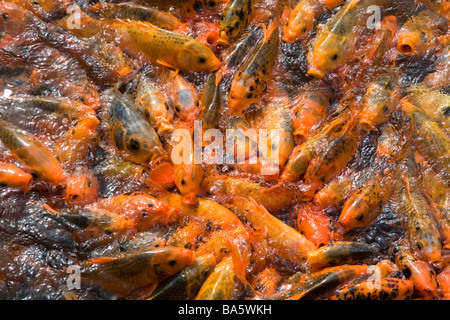 Ornamentali pesci koi in uno stagno presso la cittadella imperiale di Hue Vietnam Foto Stock