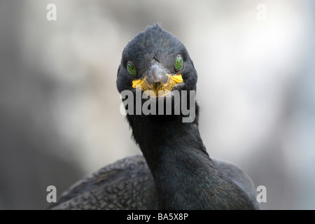 Marangone dal Ciuffo Phalacrocorax aristotelis Staring dritti a farne le isole, Northumberland, England, Regno Unito Foto Stock