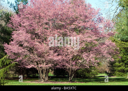 Un PRUNUS OKAME CHERRY ROSACEE Hybrid Albero. Foto Stock