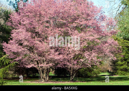 Un PRUNUS OKAME CHERRY ROSACEE Hybrid Albero. Foto Stock