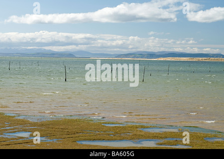 Numerosi pali di legno affondata nella Culbin sands ha agito per impedire la guerra mondiale 2 nemico alianti da sbarco Morayshire SCO 2330 Foto Stock