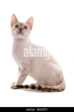 Blue eyed neve spotted bengala gattino seduto ritratto studio Foto Stock