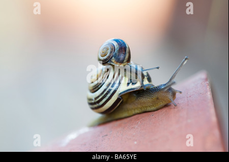 A labbro bianco nastrare lumaca e giovane su un impianto pot. Regno Unito Foto Stock