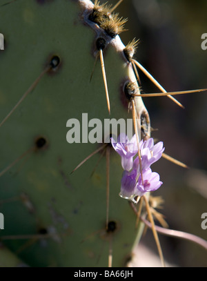 Piccoli fiori selvatici viola fioritura tra le spine di un fico d'India cactus in Arizona Allium atropurpureum Foto Stock