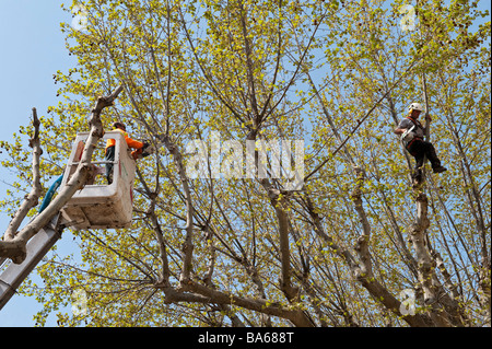 Operai che usano motoseghe a pollard gli alberi di pianura in primavera nella città di Carpentras, Provenza, Francia Foto Stock