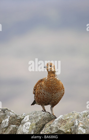 Femmina di gallo forcello Tetrao tetrix appollaiato sulla Pietra a Secco Teesdale Parete della Contea di Durham Foto Stock