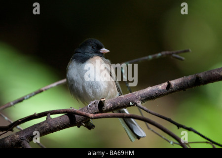 Dark-eyed Junco seduto su un ramo, Point Reyes National Seashore, CALIFORNIA, STATI UNITI D'AMERICA Foto Stock