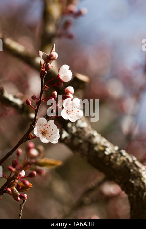 Primo piano di fiori ciliegio soleggiata giornata di primavera in Victoria BC Canada Foto Stock