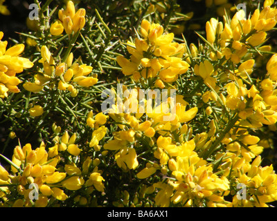 Ginestre in fiore, vicino a Benimaurell, Provincia di Alicante, Comunidad Valenciana, Spagna Foto Stock