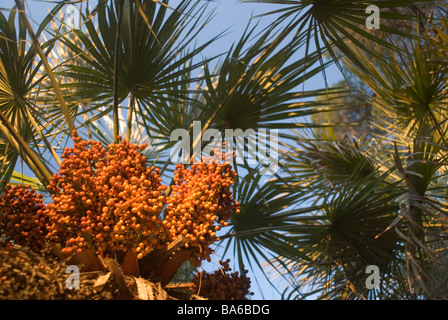 Palma nana Chamaerops humilis , Villa Ada, Roma, Italia Foto Stock