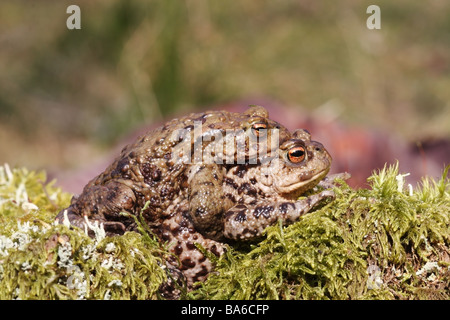 Politica europea comune rospi Bufo Bufo coniugata Regno Unito Foto Stock