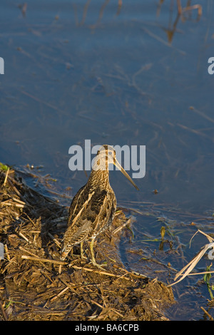 Beccaccino Gallinago gallinago Foto Stock