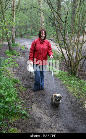 Una signora a piedi una shitzu nei boschi sul suo proprio sotto la pioggia. Foto Stock