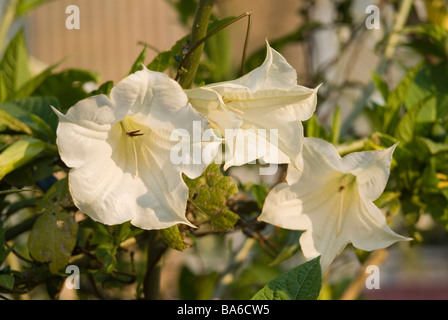 Angelo tromba Brugmasia (Datura) aurea 'Double bianco", Solanaceae Foto Stock