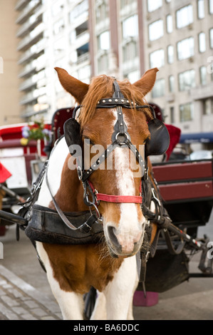 Vista ravvicinata del carrello a cavallo e hansom cab nella città di New York, New York, Stati Uniti d'America Foto Stock