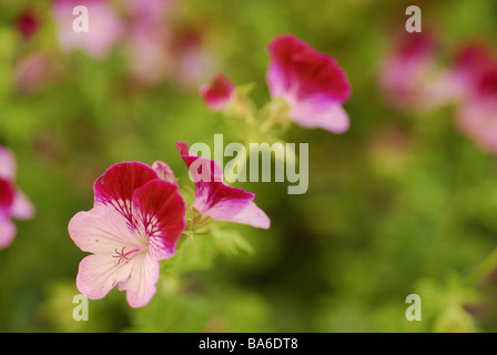 Pelargonium sp. "Tip Top duetto' geranio, Geraniaceae Foto Stock