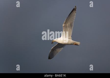 Aringhe Gulls Larus argentatus in volo contro un cielo tempestoso sopra il Mare del Nord Norfolk Foto Stock