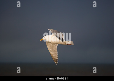 Aringhe Gulls Larus argentatus in volo contro un cielo tempestoso sopra il Mare del Nord Norfolk Foto Stock