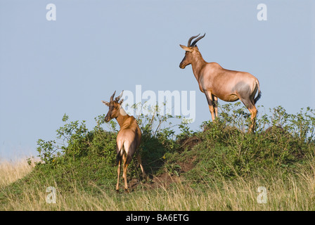 Comuni / Tsessebe Damaliscus lunatus Foto Stock