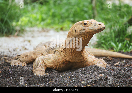 Drago di Komodo (Varanus komodoensis). Singolo individuo sul suolo Foto Stock