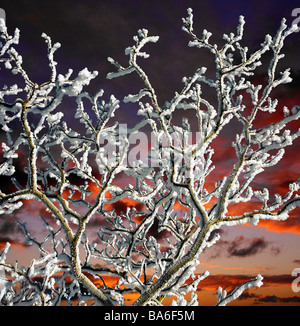 Neve su alberi con tramonto, Reykjavik Islanda Foto Stock