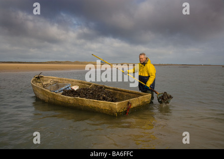 Pescatore che raccoglie le cozze a Blakeney Harbour Norfolk Foto Stock