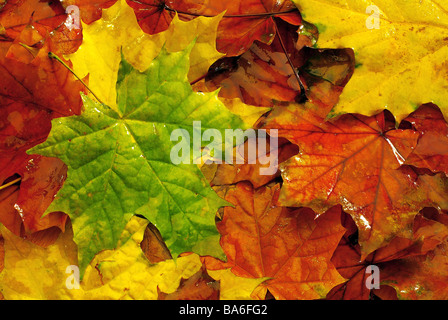 Caduta delle Foglie di acero foglie colorate brillantemente umido color-game detail molteplicità di foglie di acero acero fogliame fogliame caduto Foto Stock