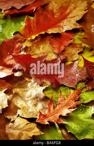 Caduta delle Foglie di quercia, foglie colorate colore umido-game detail acqua-gocce di molteplicità di foglie di quercia, fogliame fogliame caduto appassì uno su Foto Stock