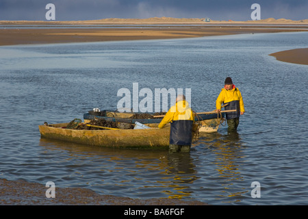 La raccolta di cozze al porto Blakeney Norfolk Foto Stock
