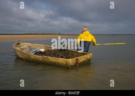 Pescatore che raccoglie le cozze a Blakeney Harbour Norfolk Foto Stock